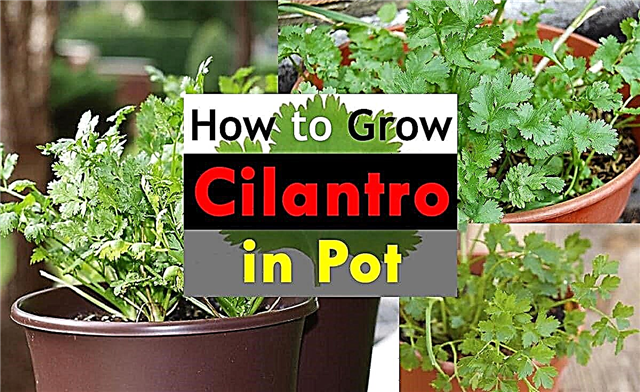 Kā audzēt cilantro katlā Koriandra audzēšana konteineros