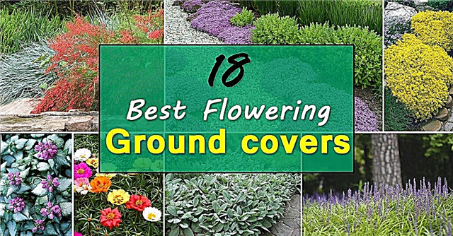 18 צמחי כיסוי הקרקע הפורחים הטובים ביותר