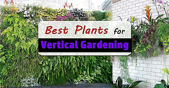 Najbolje biljke za okomiti vrt | Okomite vrtne biljke