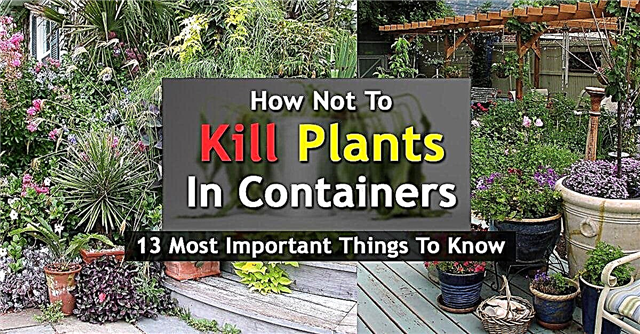 Kuinka ei tappaa konttien kasveja, 13 tärkeintä tietoa