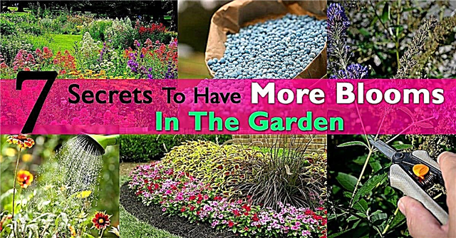 7 noslēpumi, lai dārzā būtu vairāk ziedu