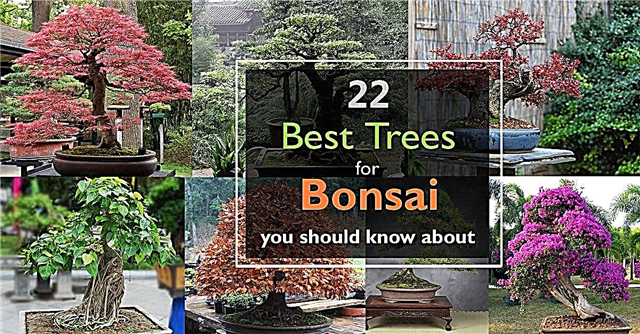 22 Pokok Terbaik Untuk Bonsai | Tumbuhan Bonsai Terbaik