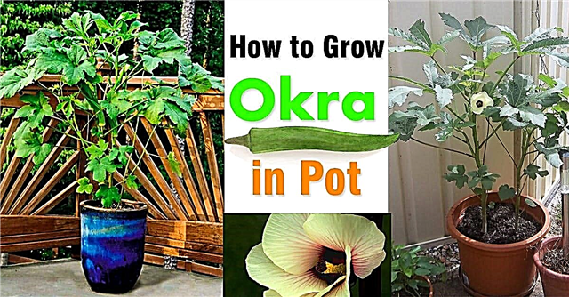 Wachsende Okra in Töpfen | Wie man Okra in Behältern anbaut