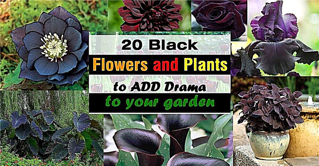 20 ČRNEGA Cvetja in rastlin, ki bodo vašemu vrtu dodale dramo