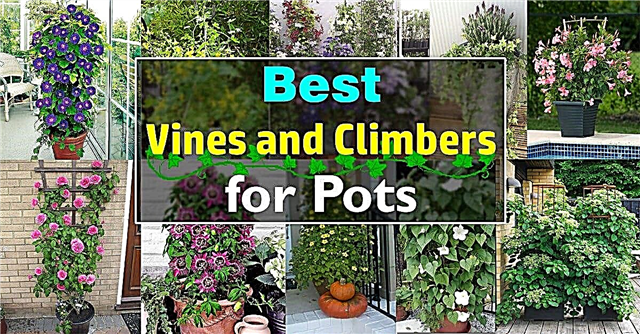 24 beste wijnstokken voor containers | Klimplanten voor potten