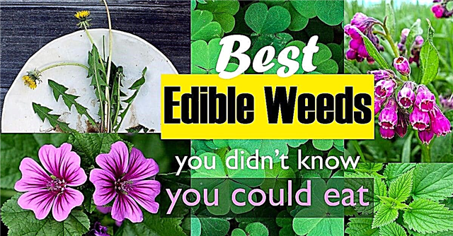 As melhores ervas daninhas comestíveis que você não sabia que podia comer