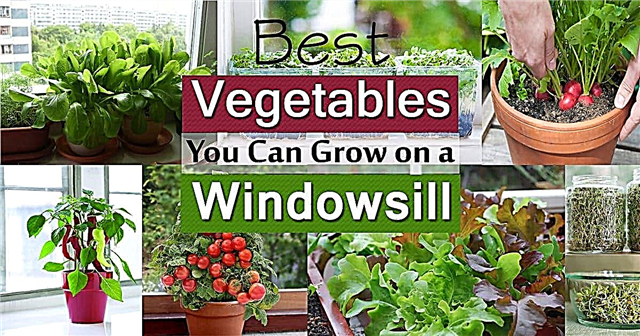 גינון ירקות אדן החלון | 11 הירקות הטובים ביותר לגידול על אדן החלון