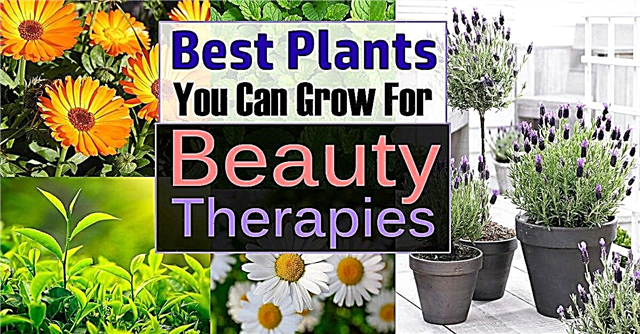 Rastline, ki jih lahko gojite za lepotne terapije