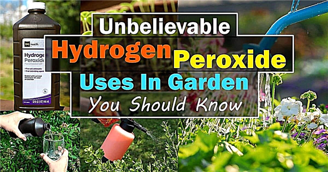 Usos inacreditáveis ​​de peróxido de hidrogênio em jardins que você deve conhecer