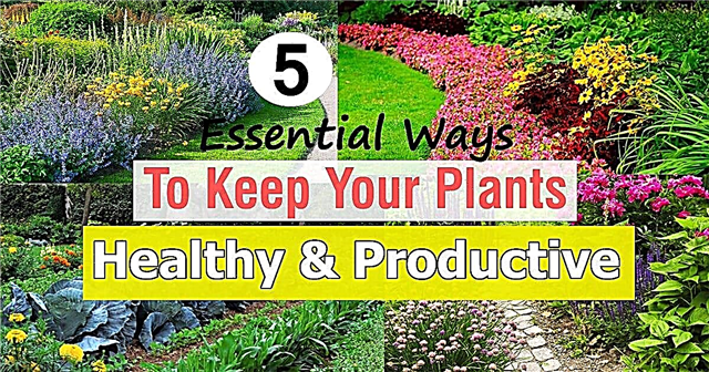 5 osnovnih načinov za ohranjanje zdravih in produktivnih rastlin