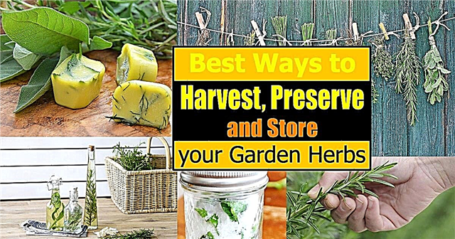 Melhores maneiras de colher, preservar e armazenar ervas de jardim