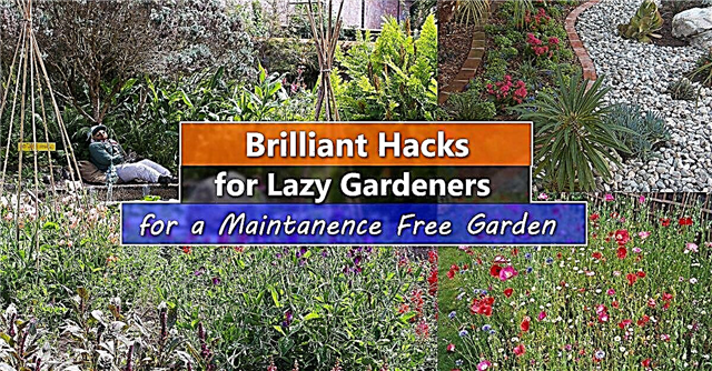 Enkla tips för landskapsarkitektur för en trädgård med lågt underhåll