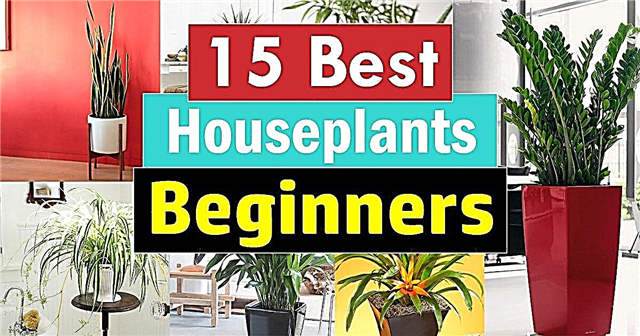 15 צמחי הבית הטובים ביותר למתחילים