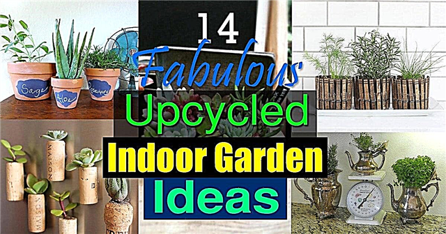 14素晴らしいアップサイクルの屋内庭園のアイデア