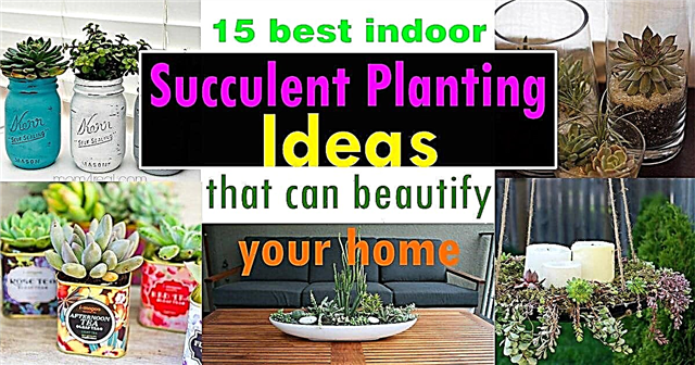 15 bedste indendørs succulente plantningsideer, der kan forskønne dit hjem