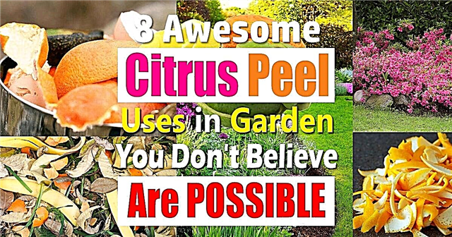 8 usos incríveis de cascas de cítricos no jardim