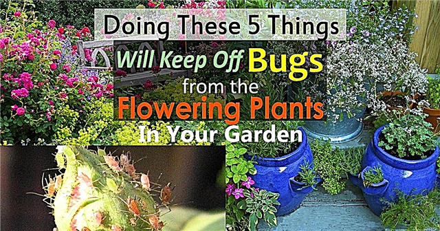 Come tenere lontani gli insetti dai fiori | 5 semplici modi