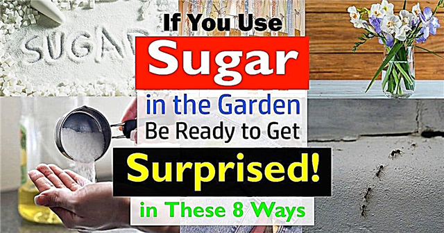 8 आश्चर्य की बात है कि बगीचे में चीनी का उपयोग संभव नहीं है