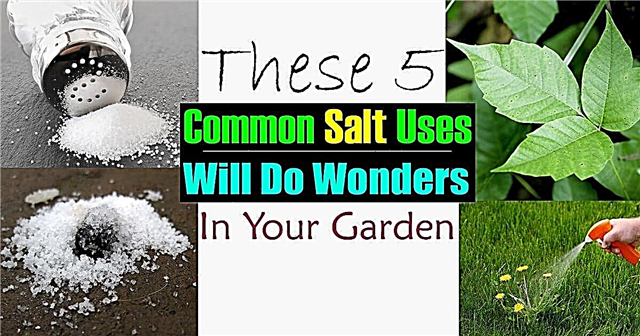 5 façons inhabituelles d'utiliser du sel commun dans le jardin
