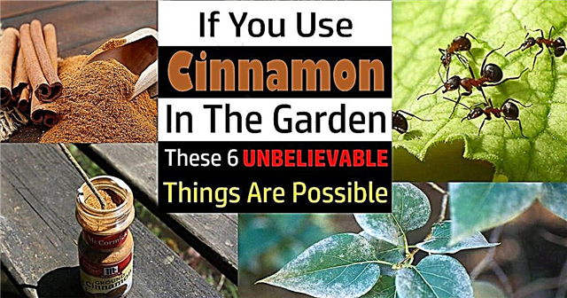 6 Невероватна употреба цимета у башти