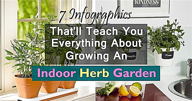 7 infographies qui vous apprendront tout sur la culture d'un jardin d'herbes intérieur