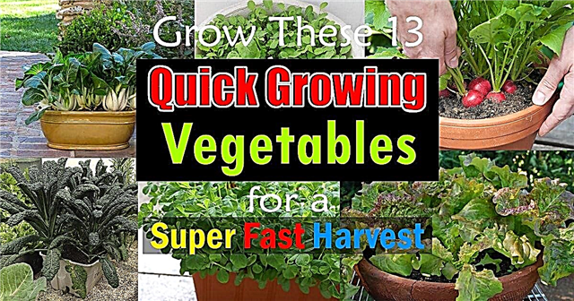 Snabbväxande grönsaker för snabb skörd (kan också odlas i behållare)
