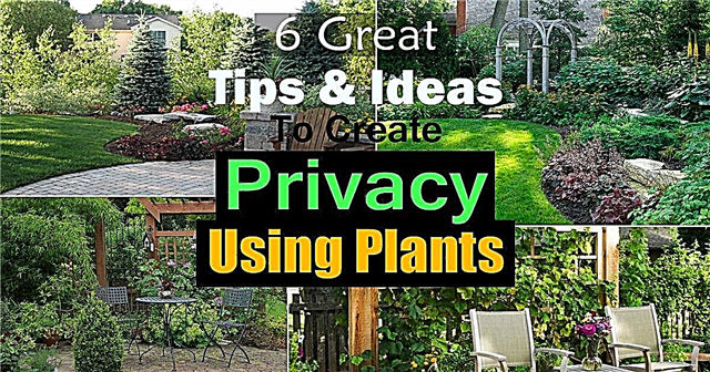 6 bra tips och idéer för att skapa integritet med växter