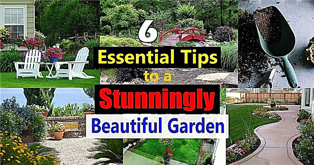 6 essentiële tips om een ​​verbluffend mooie tuin te maken