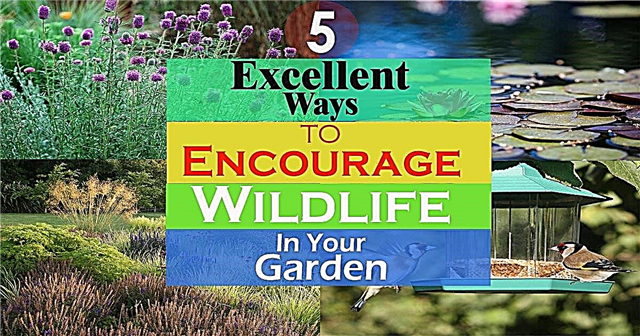 5 spôsobov, ako povzbudiť divokú zver do vašej záhrady
