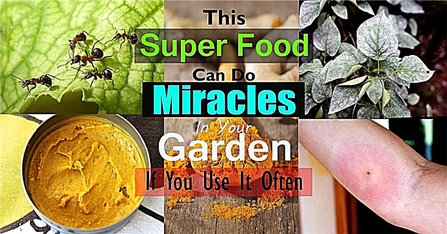 4 nepoznate upotrebe kurkume koje vam mogu pomoći u vrtu