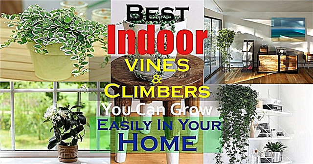 11 beste indoor wijnstokken en klimplanten die u gemakkelijk bij u thuis kunt laten groeien