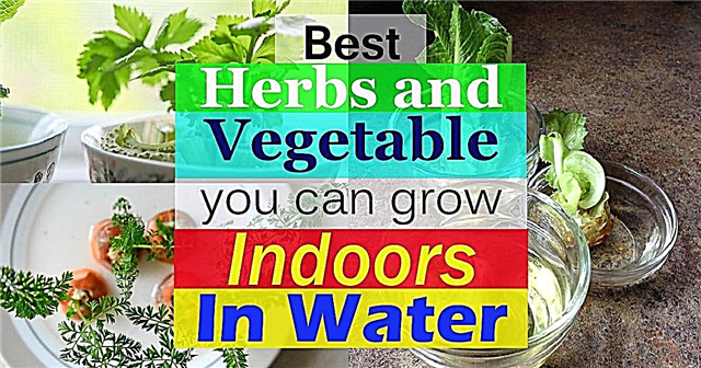 9 beste urter og grønnsaker du kan dyrke innendørs i vann