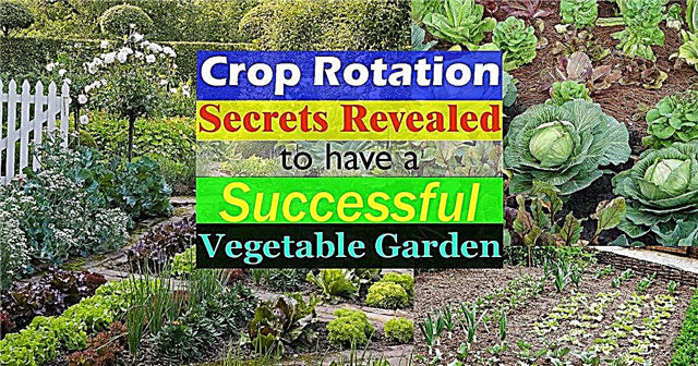 Περιστροφή καλλιεργειών και πώς να το κάνετε επιτυχώς για να έχετε έναν παραγωγικό κήπο λαχανικών