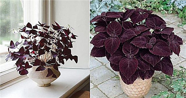 15 ВИСОКИХ Фіолетових кімнатних рослин