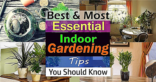 Melhores e mais essenciais dicas de jardinagem interna que você deve saber