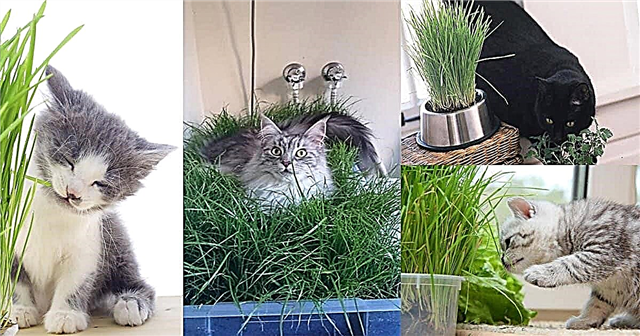 Faça você mesmo - jardim interno para gatos para amantes de gatos