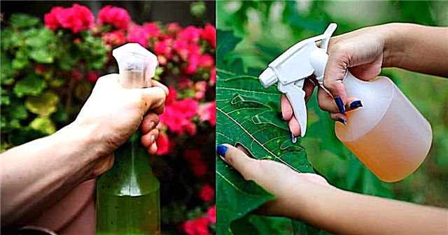 Tento úžasný recept na prírodný pesticíd je taký efektívny, že sa ho môžete zbaviť škodcov behom chvíle