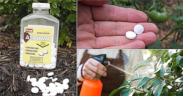 Aspirīna terapija: Aspirīnu dārzā izmanto produktīvākajiem un veselīgākajiem augiem