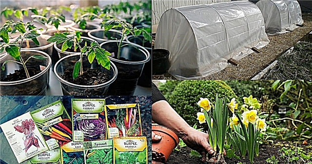Machen Sie 6 dieser Dinge im Februar, um im Frühling einen tollen Garten zu haben Februar Gartenarbeit