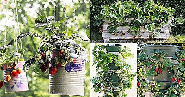 작은 공간에서 딸기를 재배하기위한 9 가지 탁월한 DIY 아이디어