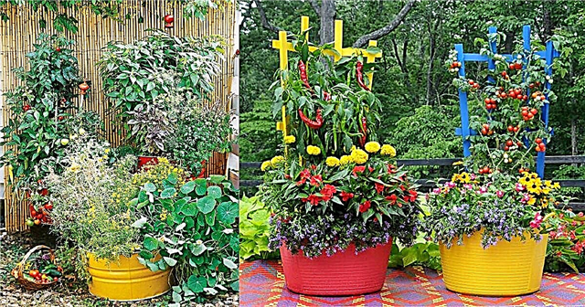 15 nuostabių konteinerių daržovių sodo dizaino idėjų ir patarimų