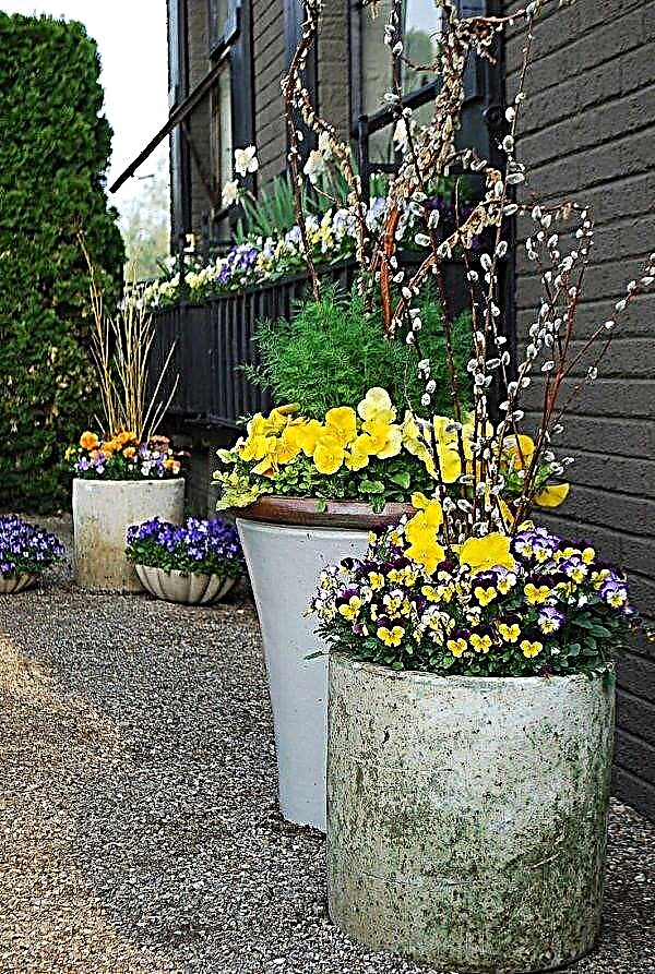 4 dicas para jardinagem em recipientes (solo) que você precisa saber agora