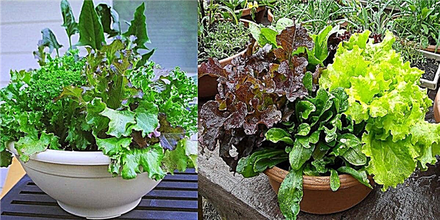 Làm thế nào để bắt đầu một khu vườn Salad Bowl