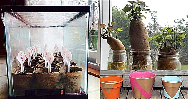 14 fornuftige DIY hagehack som kan gjøre deg til en smart gartner