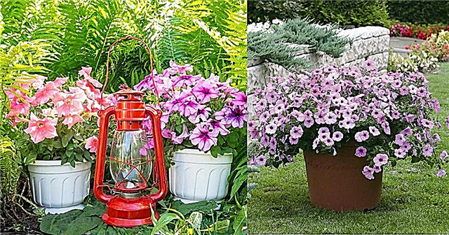 Petunia's kweken in containers | Petunia Verzorgingstips