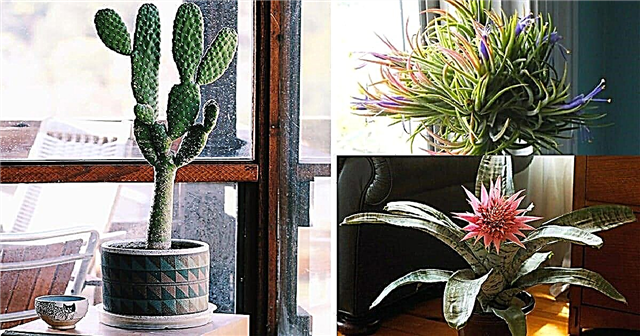 Meilleures plantes qui réduisent l'humidité à l'intérieur