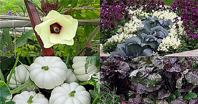 18 kõige värvikamat köögivilja, mida peate oma aias kasvatama