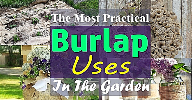 Burlap za rastline: 15 praktičnih uporabo burlapa na vrtu