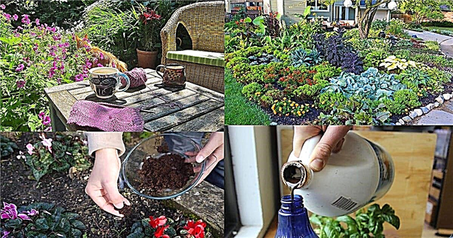 Questi 18 fantastici usi del caffè possono cambiare il modo in cui fai il giardinaggio