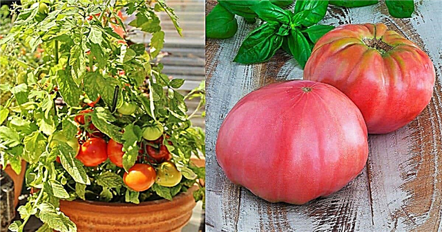 Отглеждане на наследствени домати в саксии: 5 най-добри растения от домове на наследство